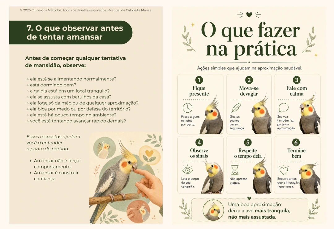 Página 3 do Manual da Calopsita Mansa