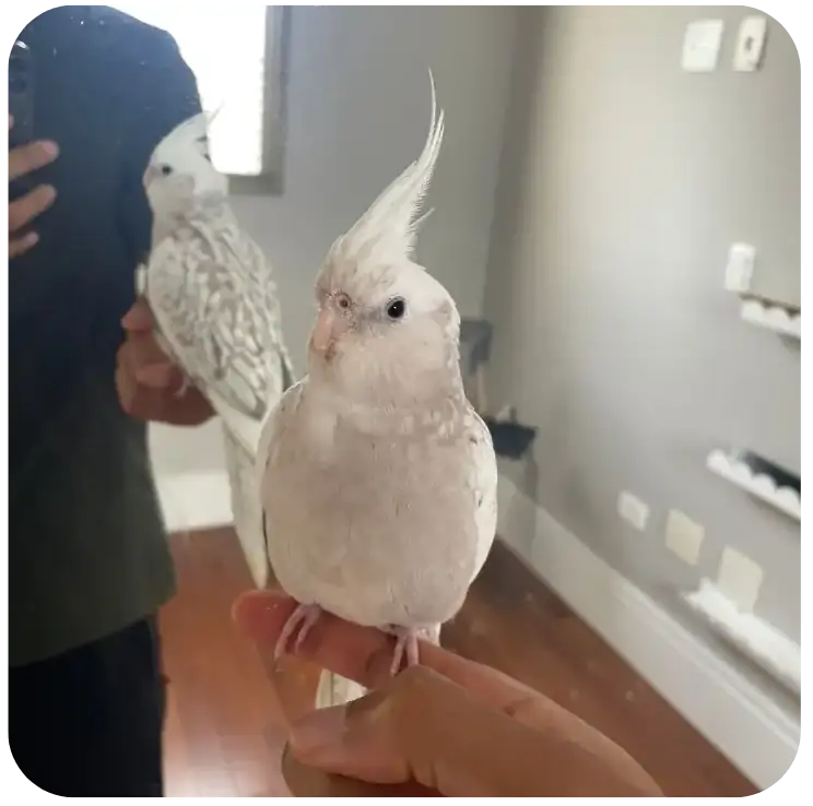 Eu com minha calopsita no dedo